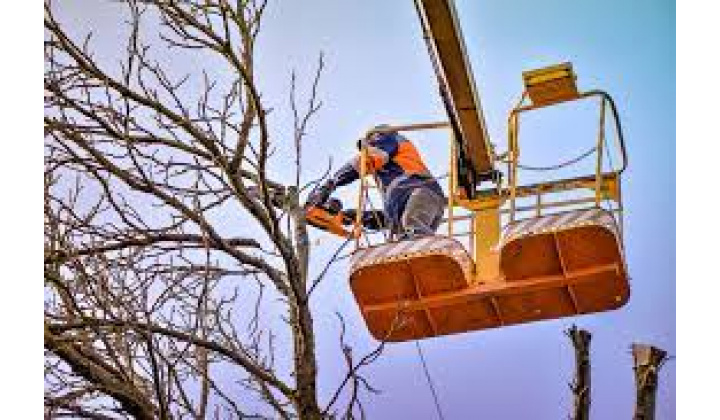 Výzva na vykonanie výrubu/okliesnenia stromov a iných porastov formou verejnej vyhlášky, upozornenie